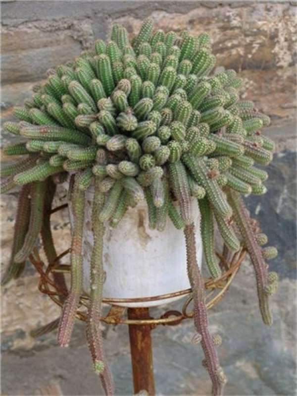 The role of cactus finger