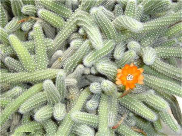 The role of cactus finger