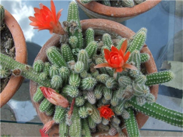 The role of cactus finger