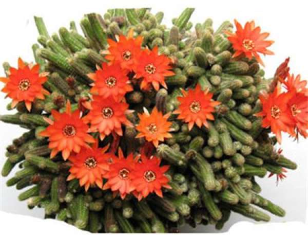 The role of cactus finger