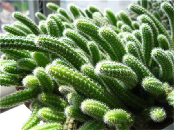 The role of cactus finger