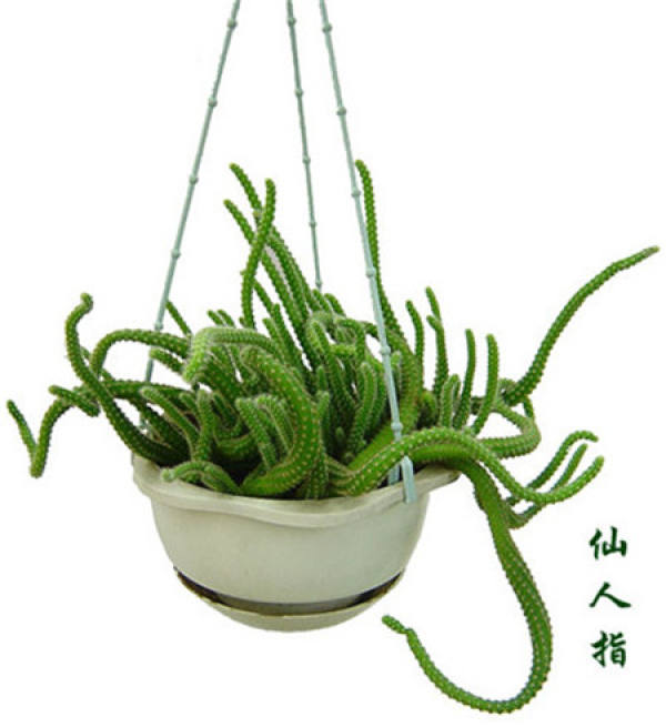 Enjoy the picture of cactus