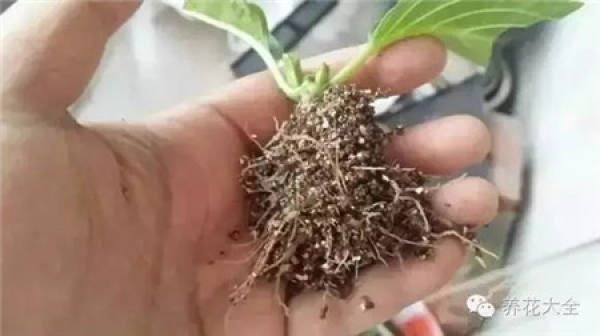 Take Root
