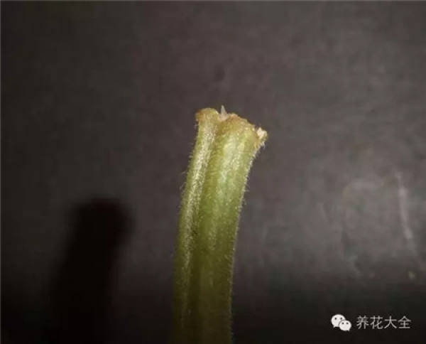 Sprout