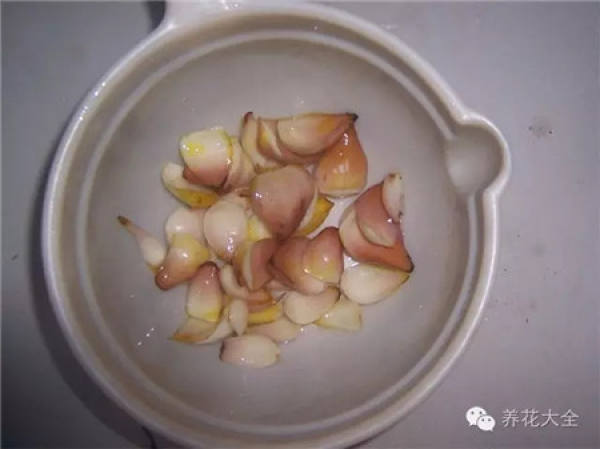 Lily Bulb