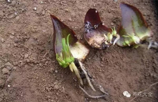 Take Root