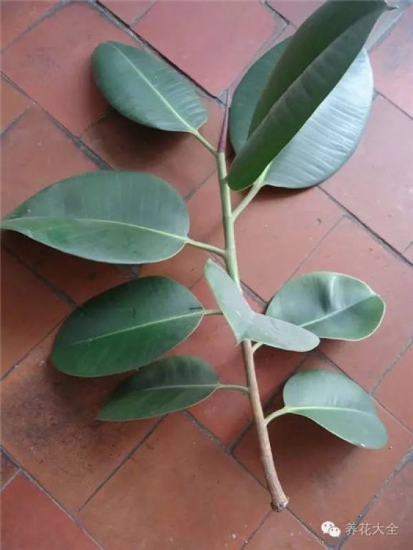 Branch