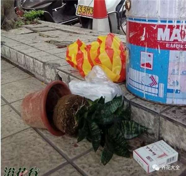 Go out and meet a flowerpot
