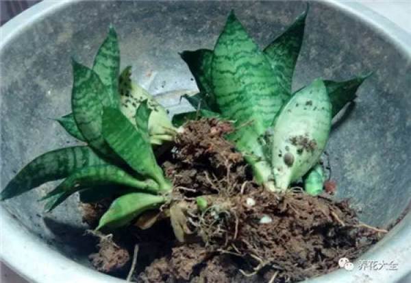 Go out and meet a flowerpot