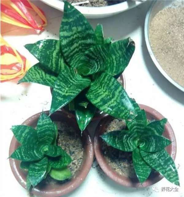 Go out and meet a flowerpot