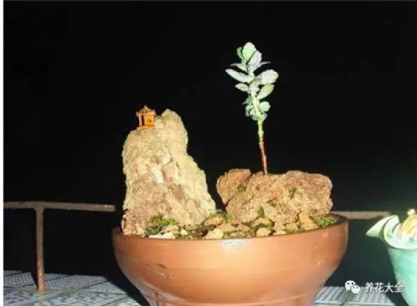 Go out and meet a flowerpot