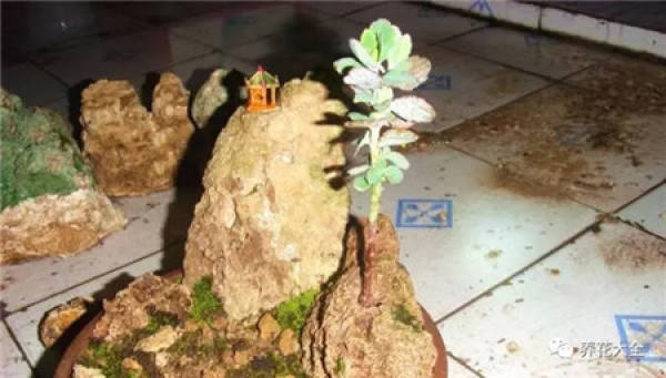 Go out and meet a flowerpot