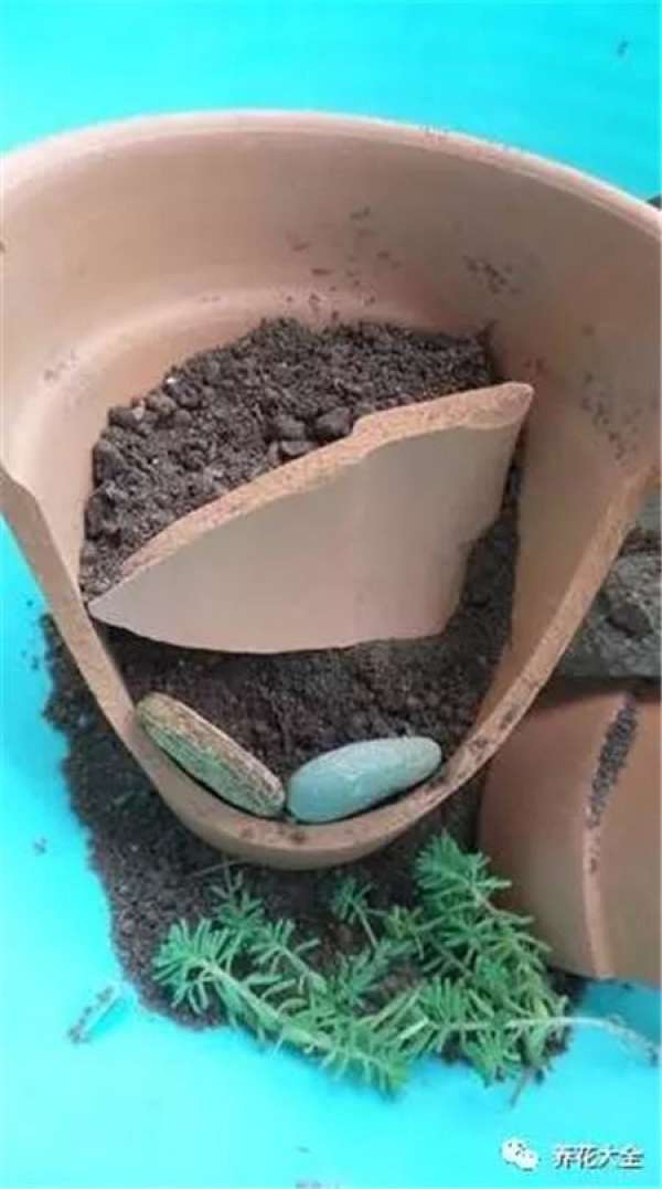 go out and meet the flowerpot