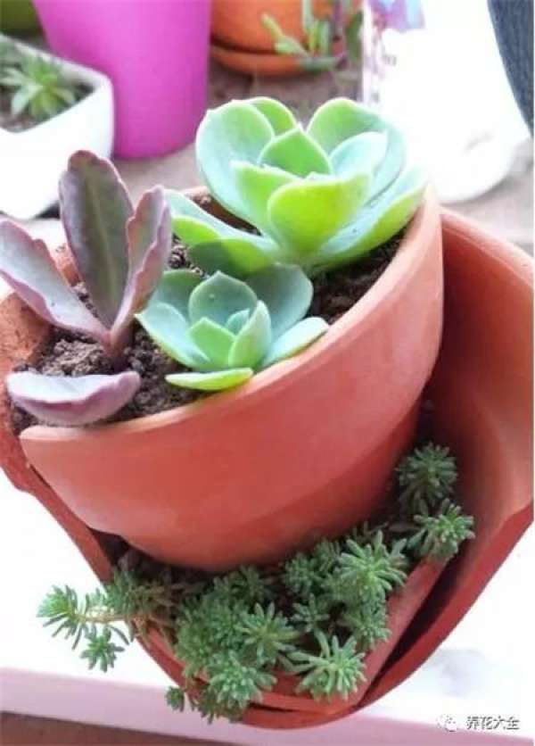 Potted landscape