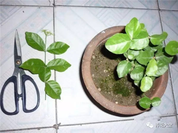 A cut branch of jasmine
