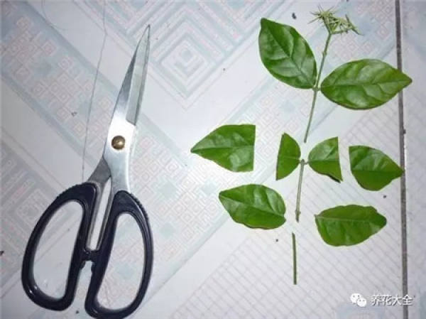 A cut branch of jasmine