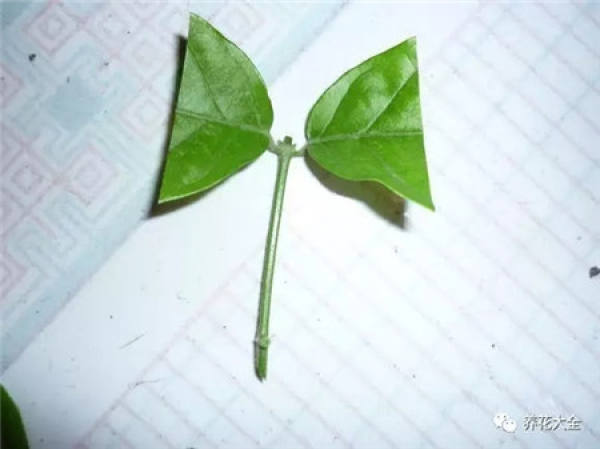 A cut branch of jasmine