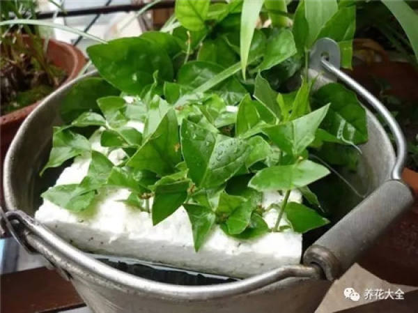 A cut branch of jasmine