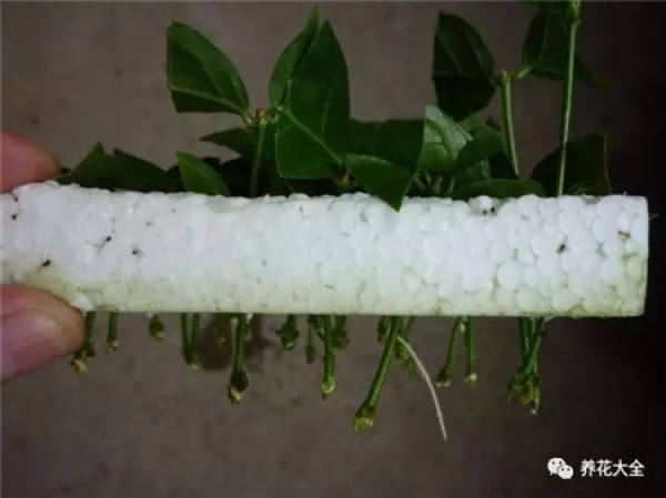 A cut branch of jasmine