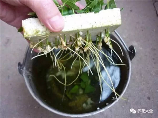 A cut branch of jasmine