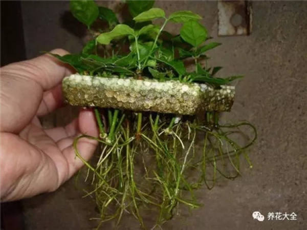 A cut branch of jasmine