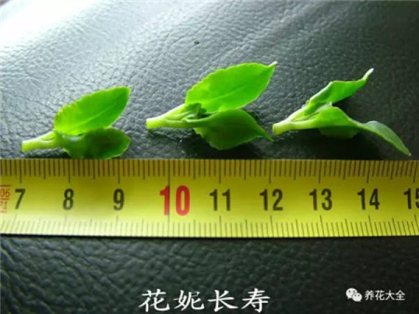 A cut branch of jasmine
