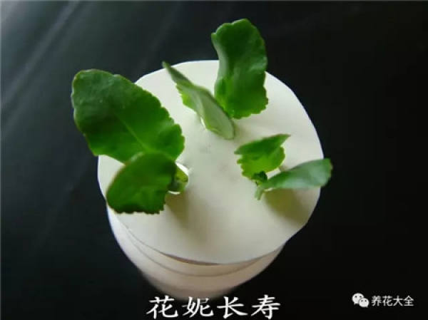 A cut branch of jasmine