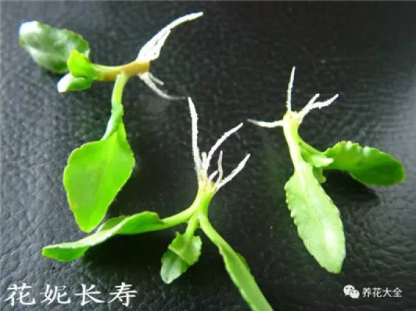A cut branch of jasmine