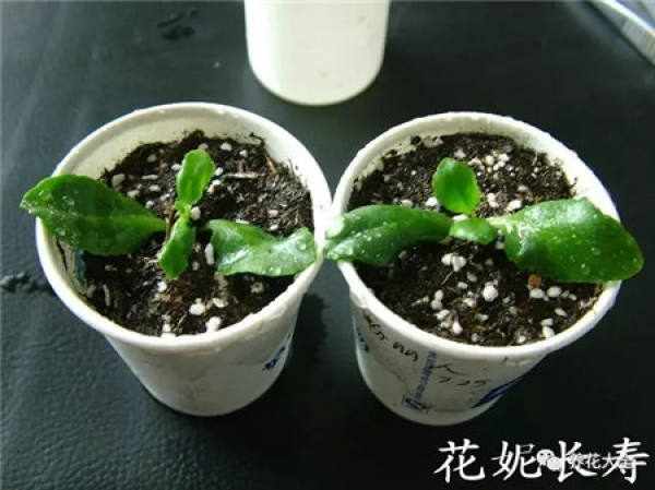A cut branch of jasmine