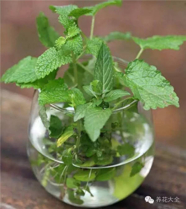 cut Jasmine branches