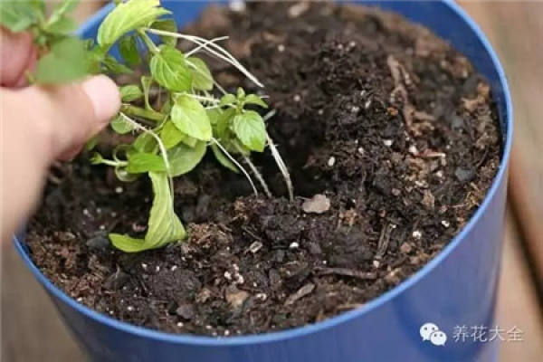 Mint Root System
