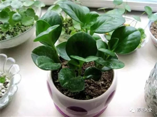 Watercress