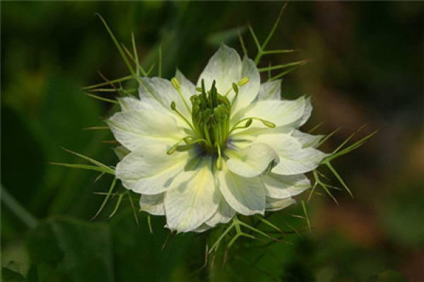 Brief Introduction of Nigella sativa
