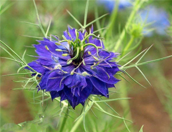 introduction to black grass