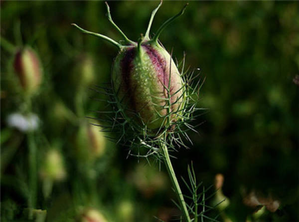 introduction to black grass