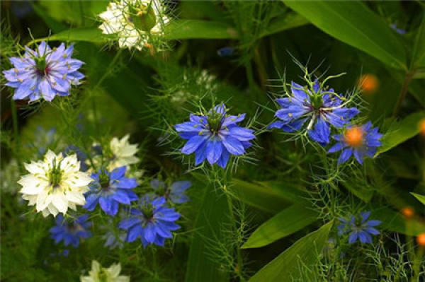 Nigella glandulifera