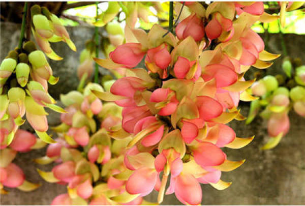Blossom of sparrow