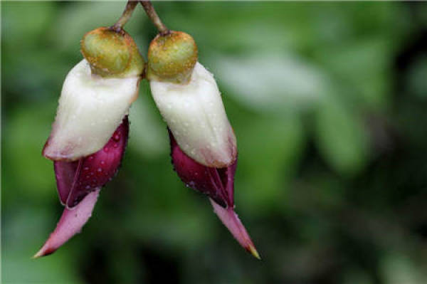 Appreciation of the picture of flowering sparrow