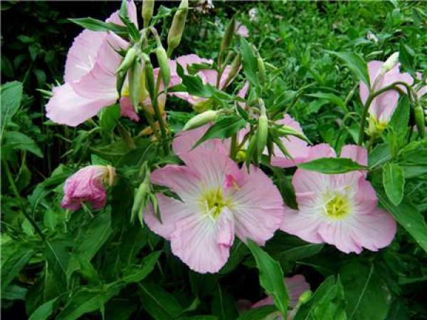 Evening Primrose