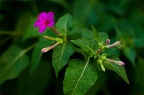 Evening Primrose