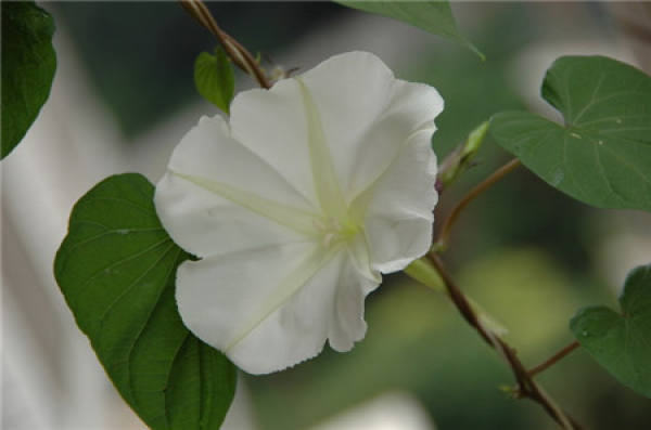 Moonflower