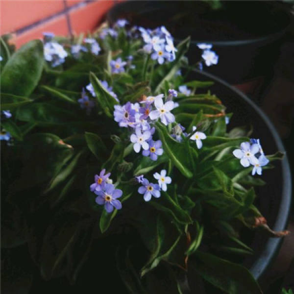 Forget-me-not scented tea