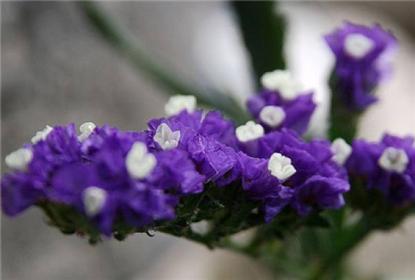 Limonium sinense