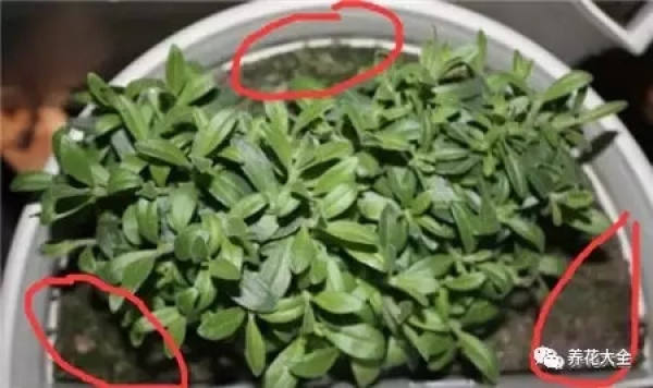 Petunias need fertilizer.