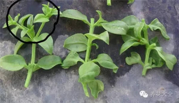 Cuttage method of peony chlorophytum comosum