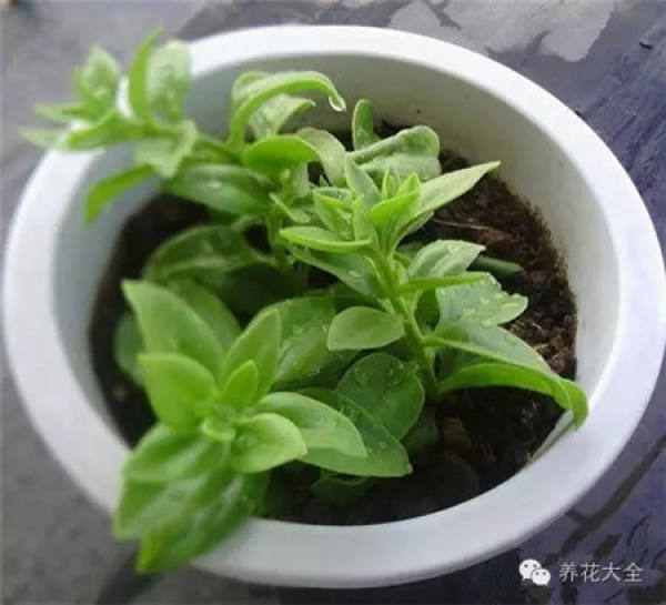 cutting method of Paeonia suffruticosa