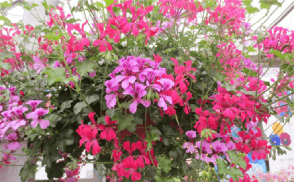 Pelargonium pendulum
