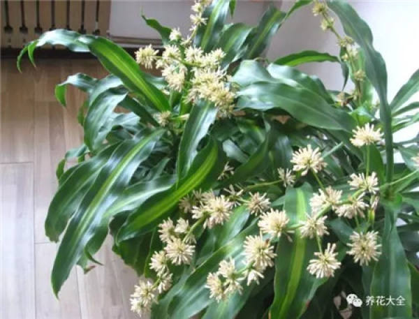 Z. pendula