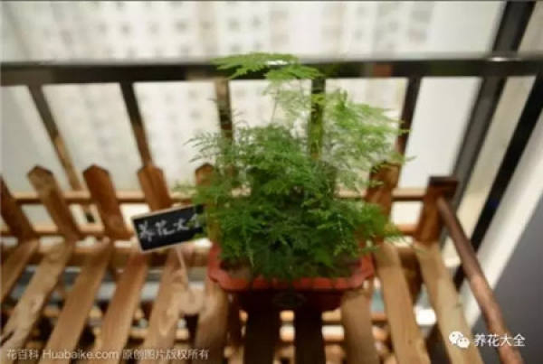 Z. pendula
