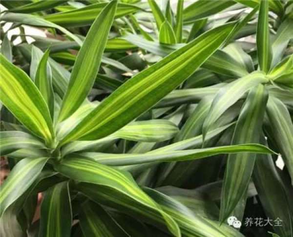 Z. pendula